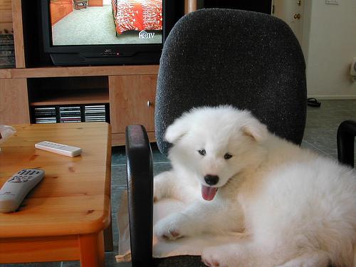 https://images.dog.ceo/breeds/samoyed/n02111889_108.jpg