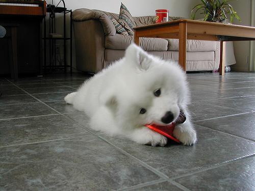 https://images.dog.ceo/breeds/samoyed/n02111889_10987.jpg