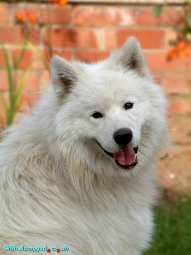 https://images.dog.ceo/breeds/samoyed/n02111889_11729.jpg