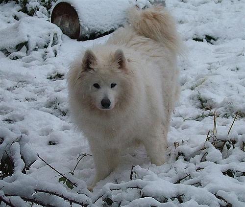 https://images.dog.ceo/breeds/samoyed/n02111889_12037.jpg