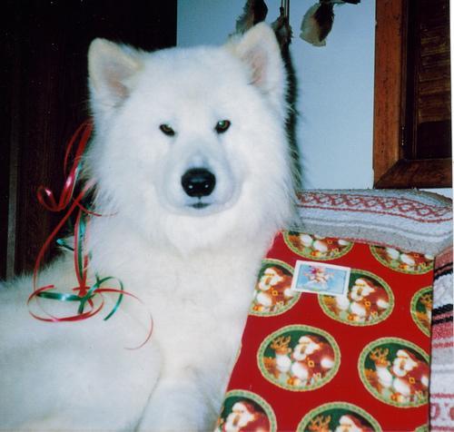 https://images.dog.ceo/breeds/samoyed/n02111889_12529.jpg