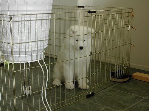 https://images.dog.ceo/breeds/samoyed/n02111889_1264.jpg