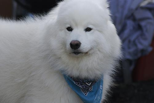 https://images.dog.ceo/breeds/samoyed/n02111889_12771.jpg