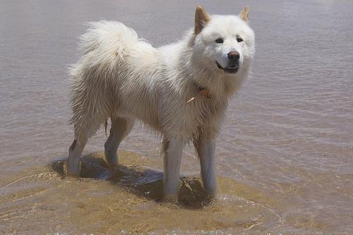 https://images.dog.ceo/breeds/samoyed/n02111889_12811.jpg