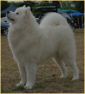 https://images.dog.ceo/breeds/samoyed/n02111889_12976.jpg