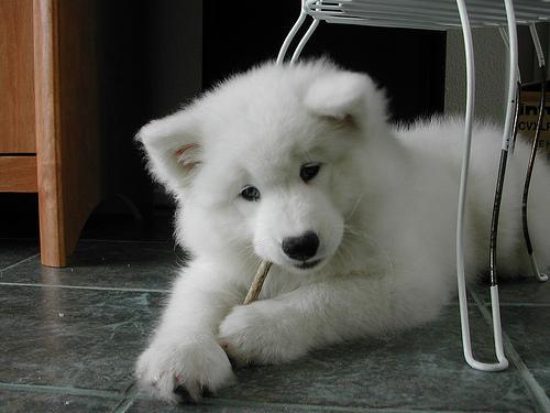 https://images.dog.ceo/breeds/samoyed/n02111889_1314.jpg