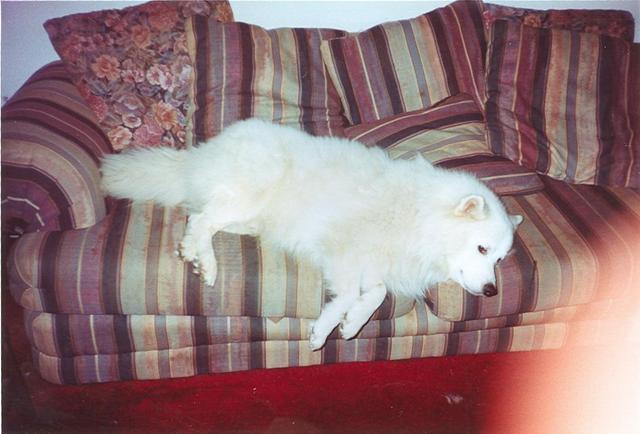 https://images.dog.ceo/breeds/samoyed/n02111889_1340.jpg