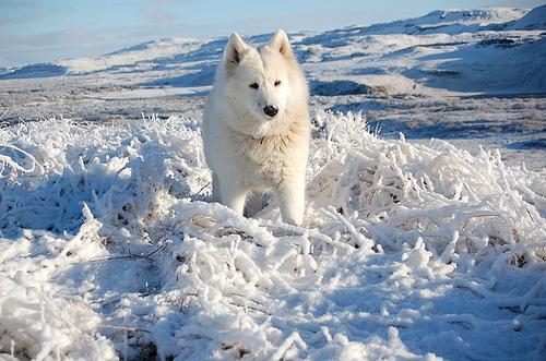 https://images.dog.ceo/breeds/samoyed/n02111889_13603.jpg