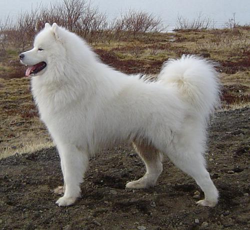 https://images.dog.ceo/breeds/samoyed/n02111889_1363.jpg