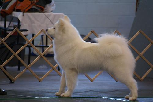 https://images.dog.ceo/breeds/samoyed/n02111889_1374.jpg