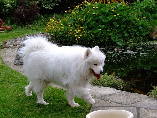 https://images.dog.ceo/breeds/samoyed/n02111889_13772.jpg