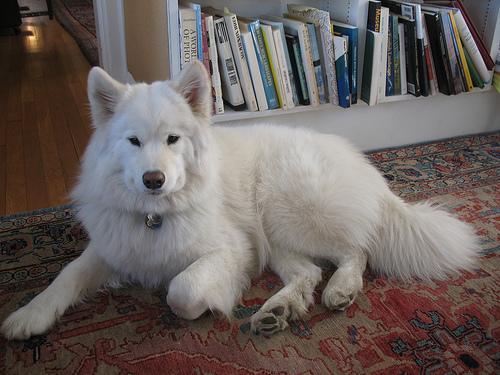 https://images.dog.ceo/breeds/samoyed/n02111889_1402.jpg