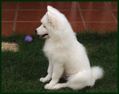 https://images.dog.ceo/breeds/samoyed/n02111889_14064.jpg