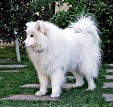 https://images.dog.ceo/breeds/samoyed/n02111889_1444.jpg