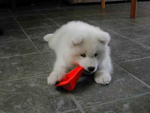 https://images.dog.ceo/breeds/samoyed/n02111889_14746.jpg