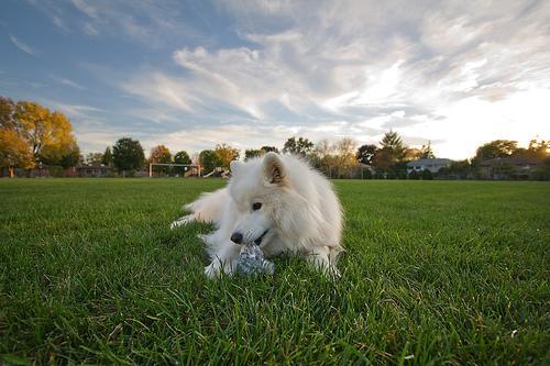 https://images.dog.ceo/breeds/samoyed/n02111889_15020.jpg