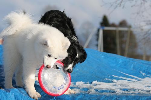 https://images.dog.ceo/breeds/samoyed/n02111889_15038.jpg