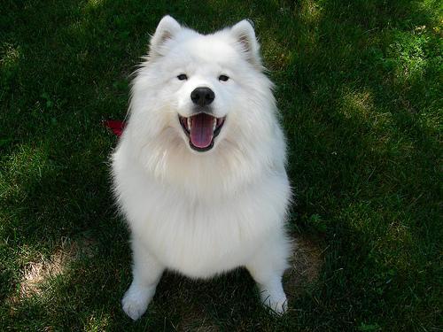 https://images.dog.ceo/breeds/samoyed/n02111889_15299.jpg