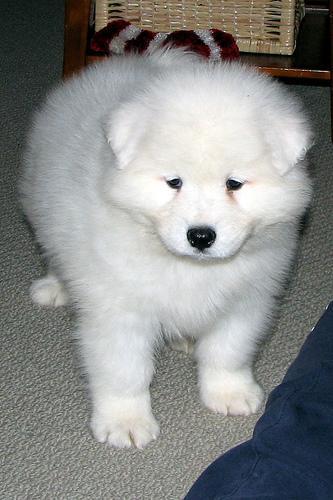 https://images.dog.ceo/breeds/samoyed/n02111889_15376.jpg