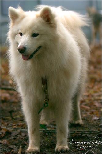 https://images.dog.ceo/breeds/samoyed/n02111889_16283.jpg