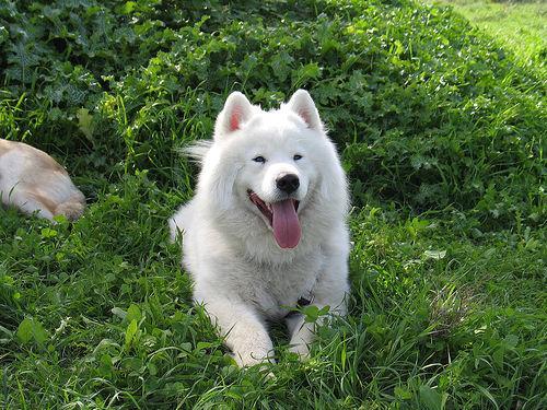 https://images.dog.ceo/breeds/samoyed/n02111889_16334.jpg