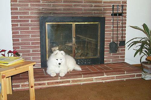 https://images.dog.ceo/breeds/samoyed/n02111889_16434.jpg