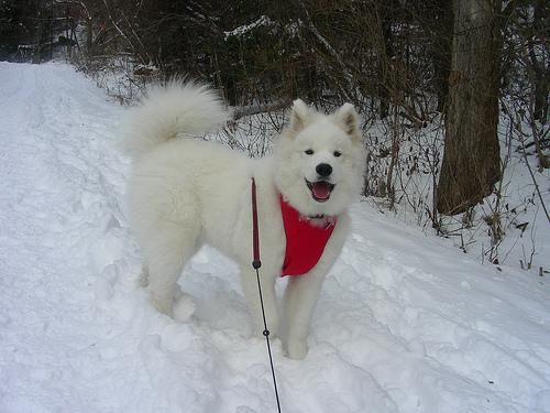 https://images.dog.ceo/breeds/samoyed/n02111889_16666.jpg