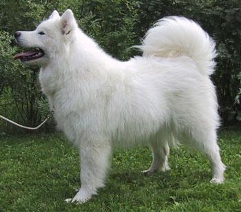 https://images.dog.ceo/breeds/samoyed/n02111889_16676.jpg