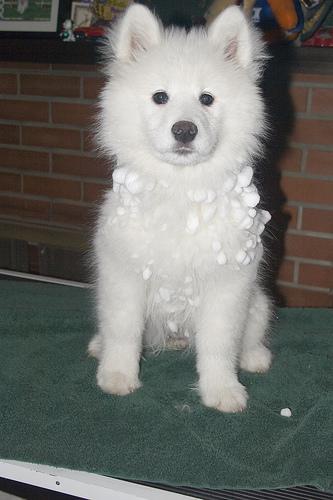 https://images.dog.ceo/breeds/samoyed/n02111889_1714.jpg