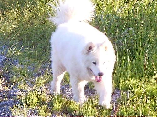 samoyed