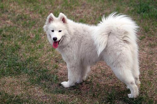 https://images.dog.ceo/breeds/samoyed/n02111889_17368.jpg