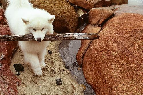 https://images.dog.ceo/breeds/samoyed/n02111889_1739.jpg