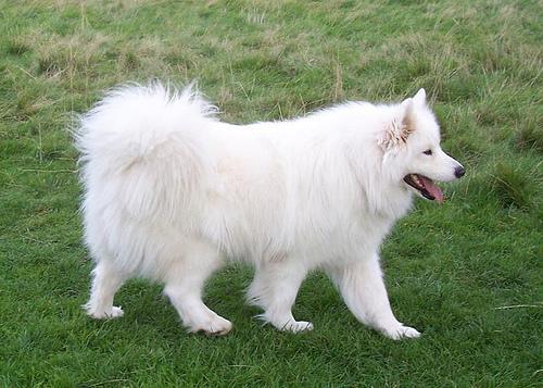 https://images.dog.ceo/breeds/samoyed/n02111889_17827.jpg