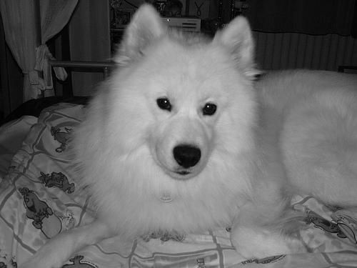 https://images.dog.ceo/breeds/samoyed/n02111889_195.jpg