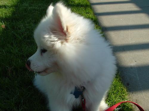 https://images.dog.ceo/breeds/samoyed/n02111889_1951.jpg