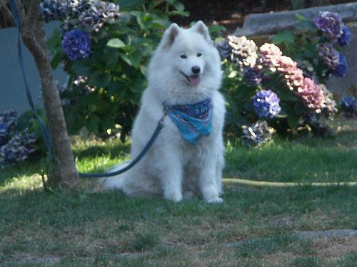 https://images.dog.ceo/breeds/samoyed/n02111889_1968.jpg