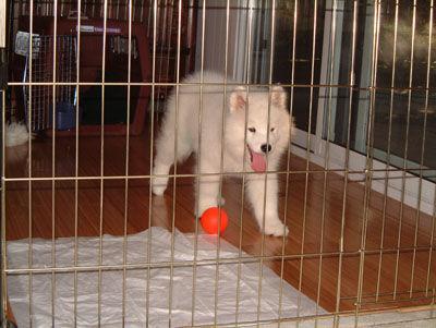 https://images.dog.ceo/breeds/samoyed/n02111889_1994.jpg