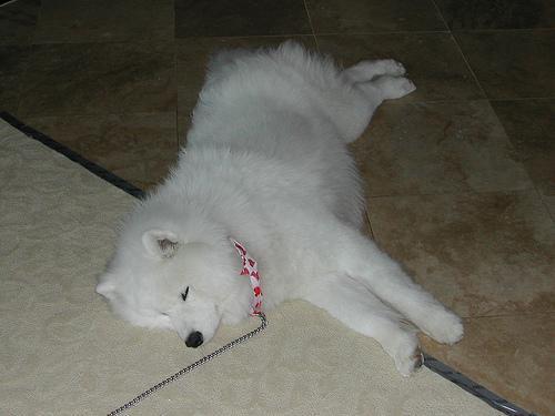 https://images.dog.ceo/breeds/samoyed/n02111889_1995.jpg