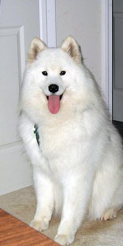 https://images.dog.ceo/breeds/samoyed/n02111889_2030.jpg