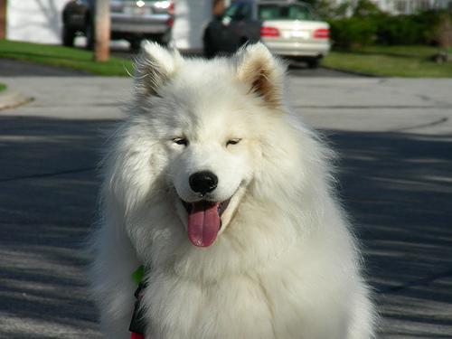 https://images.dog.ceo/breeds/samoyed/n02111889_2136.jpg