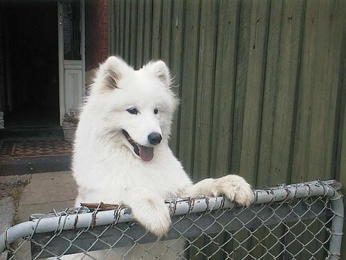 https://images.dog.ceo/breeds/samoyed/n02111889_2186.jpg