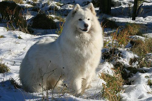 https://images.dog.ceo/breeds/samoyed/n02111889_2361.jpg