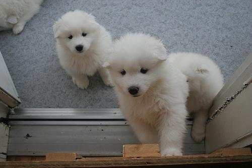 https://images.dog.ceo/breeds/samoyed/n02111889_2366.jpg