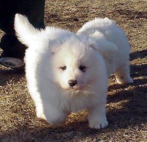 https://images.dog.ceo/breeds/samoyed/n02111889_2410.jpg