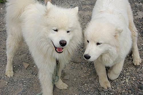 https://images.dog.ceo/breeds/samoyed/n02111889_2425.jpg