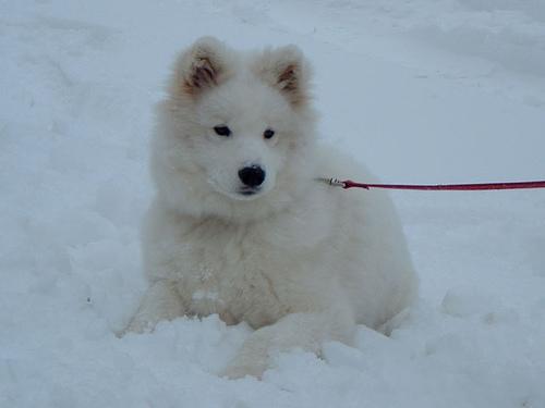 https://images.dog.ceo/breeds/samoyed/n02111889_2476.jpg