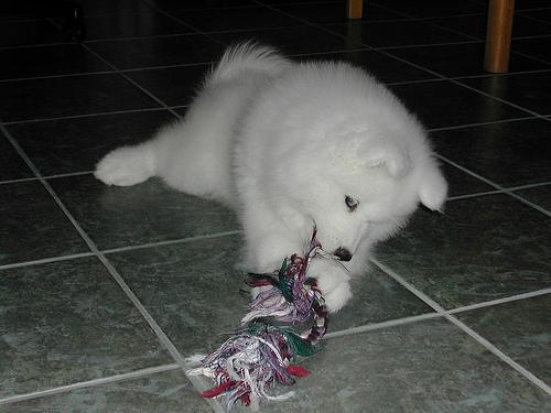 https://images.dog.ceo/breeds/samoyed/n02111889_2544.jpg