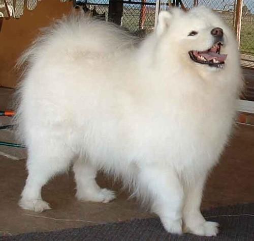 https://images.dog.ceo/breeds/samoyed/n02111889_2650.jpg