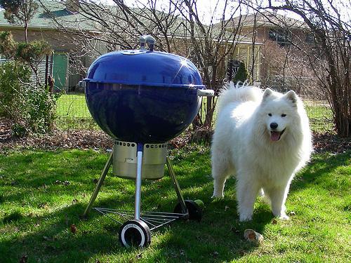 https://images.dog.ceo/breeds/samoyed/n02111889_2801.jpg