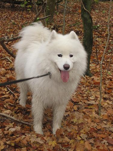 https://images.dog.ceo/breeds/samoyed/n02111889_2947.jpg